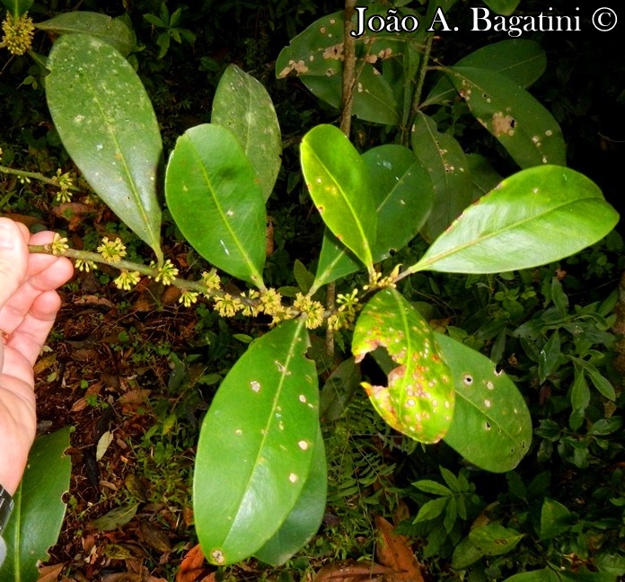 Myrsine umbellata