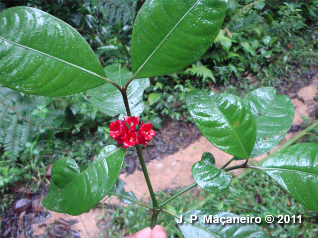 Psychotria nuda