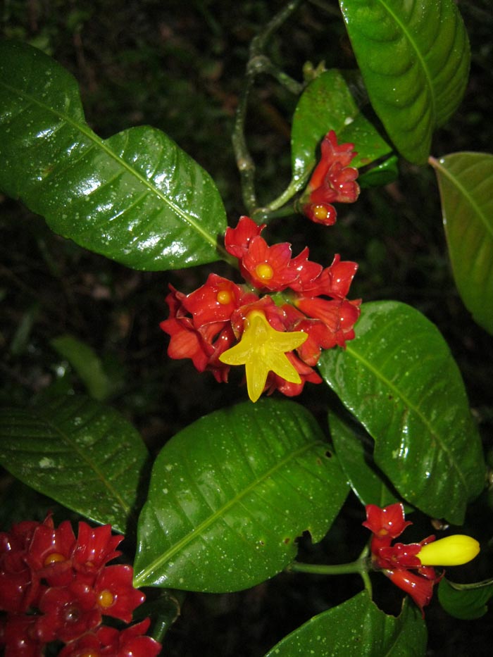 Psychotria nuda