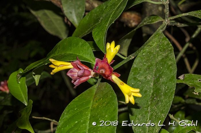 Psychotria nuda