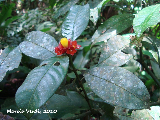 Psychotria nuda