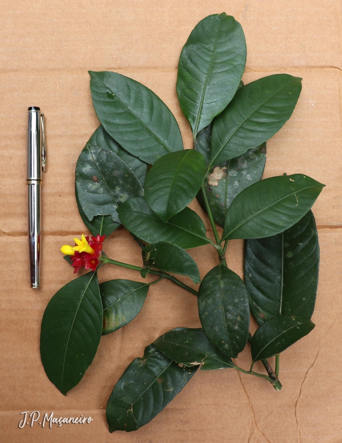 Psychotria nuda
