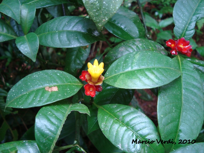 Psychotria nuda