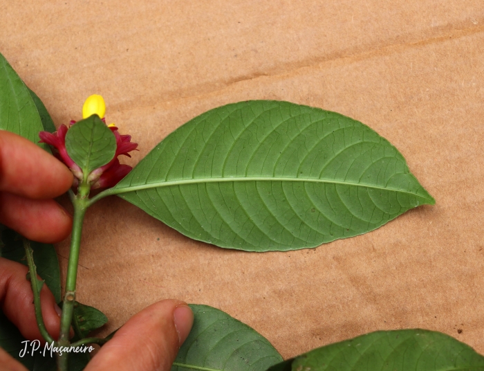 Psychotria nuda