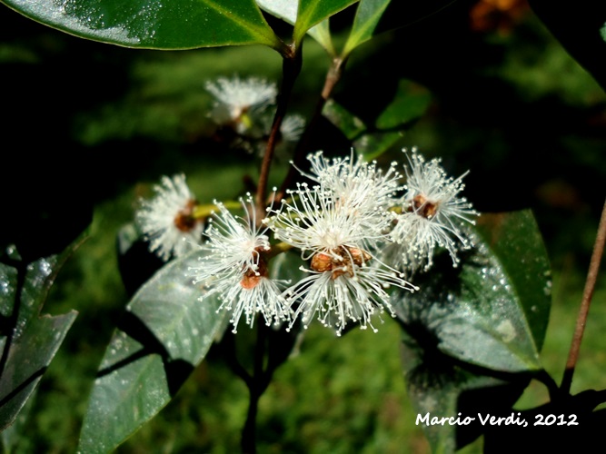 Myrcia glomerata