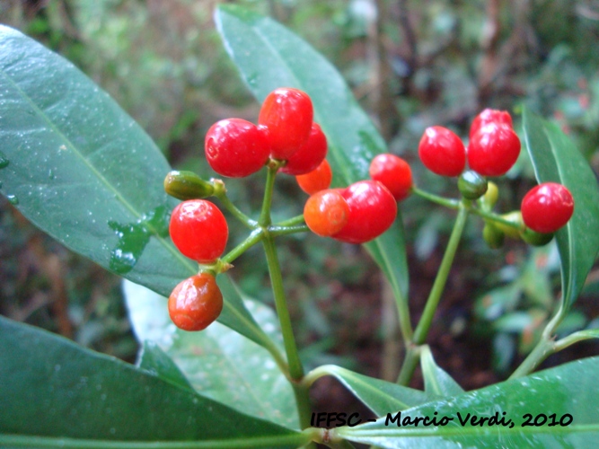 Margaritopsis astrellantha