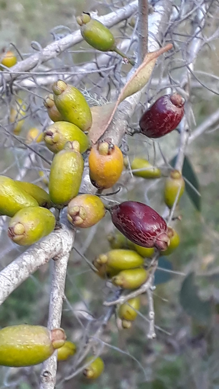 Eugenia uruguayensis