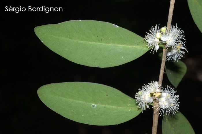 Eugenia uruguayensis