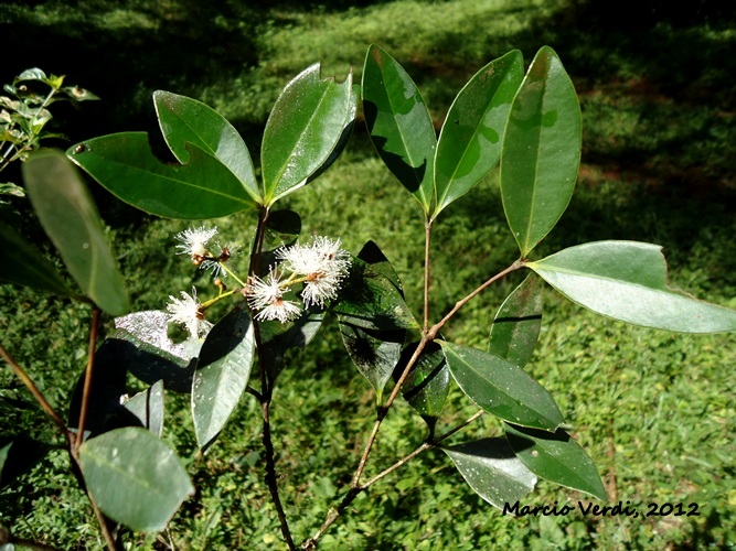 Myrcia glomerata