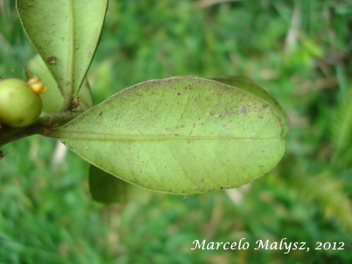 Myrceugenia campestris