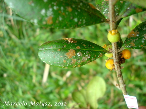 Myrceugenia campestris