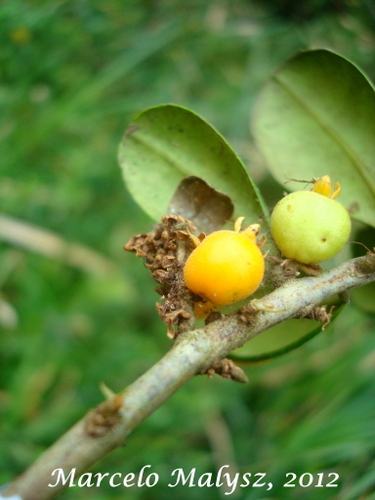 Myrceugenia campestris