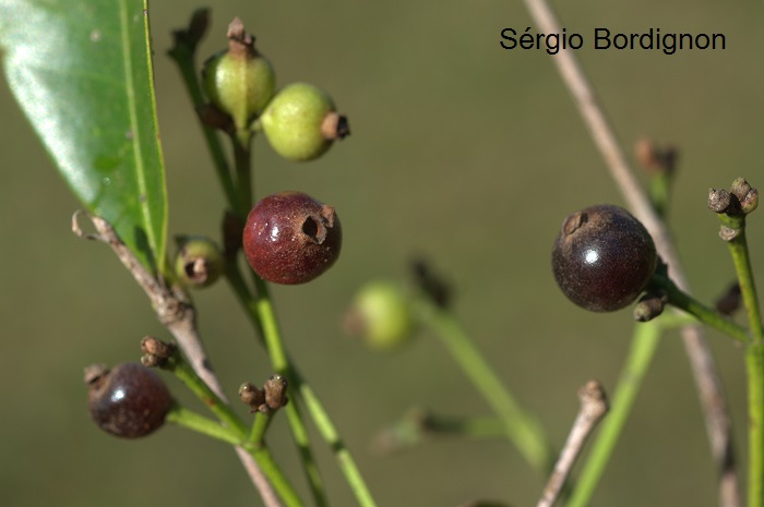 Calyptranthes concinna