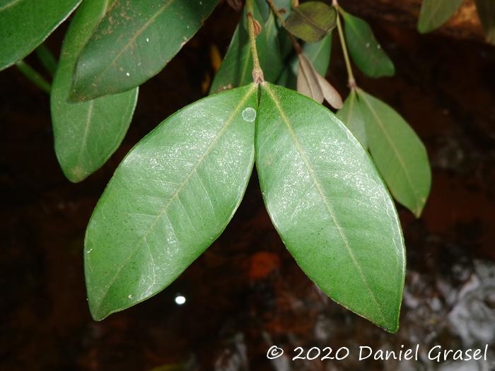 Calyptranthes concinna