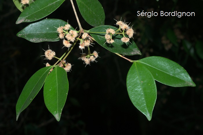 Calyptranthes concinna