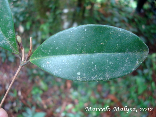 Calyptranthes concinna