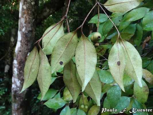 Calyptranthes tricona