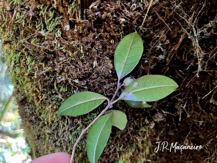 Myrceugenia pilotantha