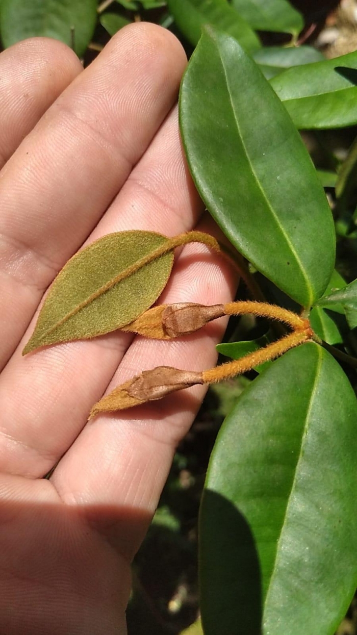 Calyptranthes tricona