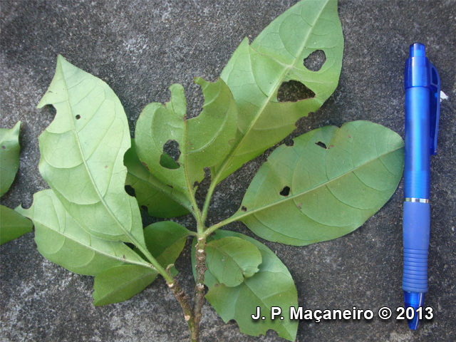 Pisonia ambigua