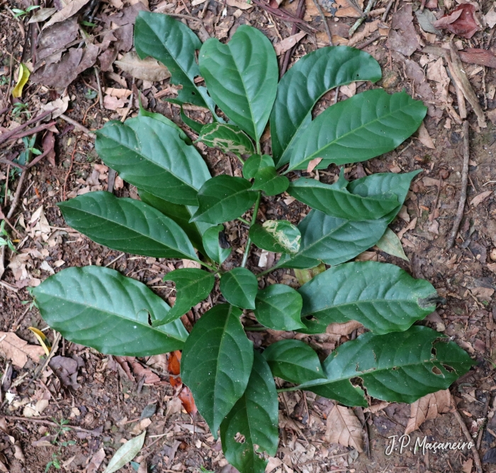 Pisonia ambigua