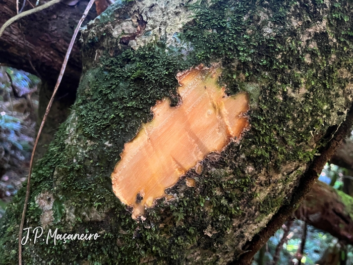 Pisonia ambigua