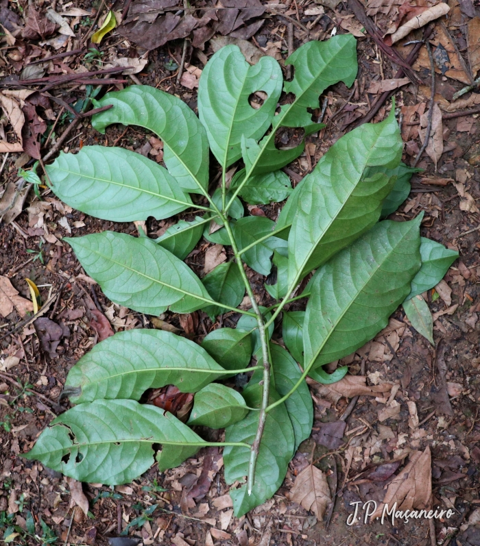 Pisonia ambigua