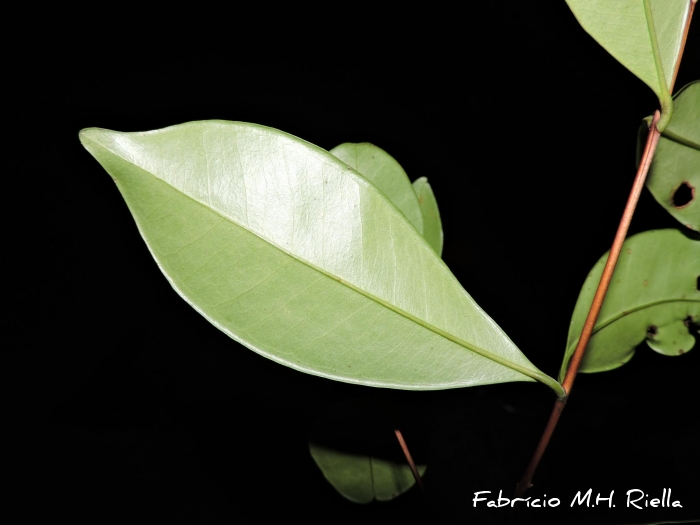 Myrcia dichrophylla