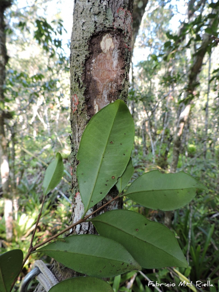 Myrcia dichrophylla