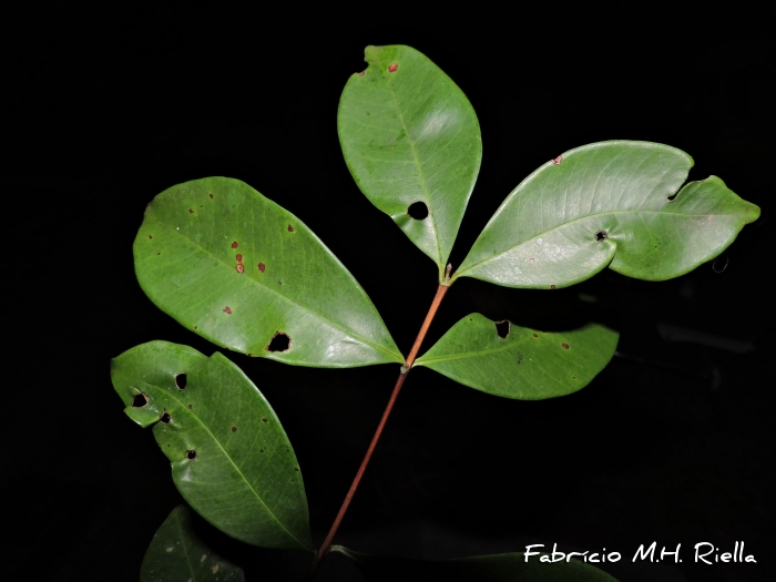 Myrcia dichrophylla