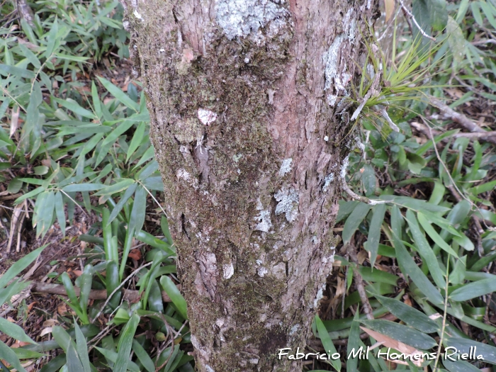 Myrcia dichrophylla