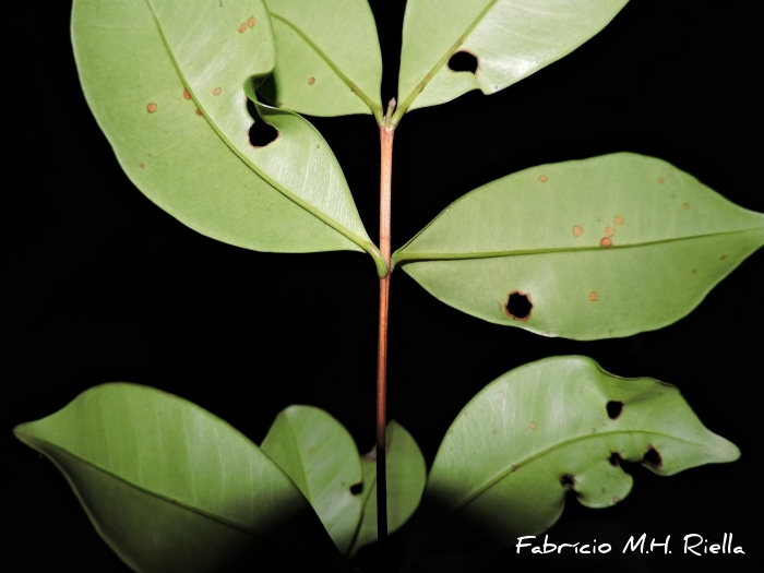 Myrcia dichrophylla