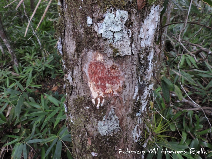 Myrcia dichrophylla
