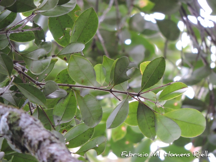 Myrcia dichrophylla