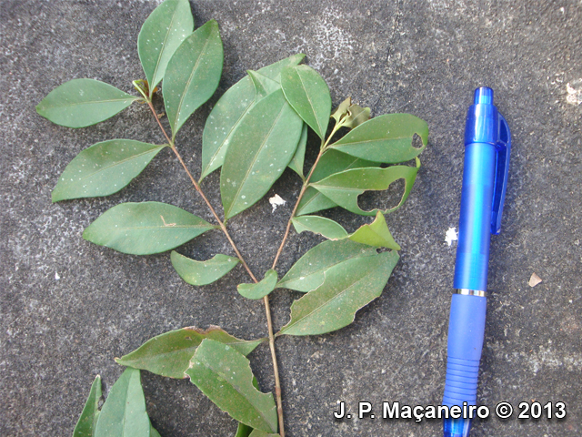 Myrcia guianensis