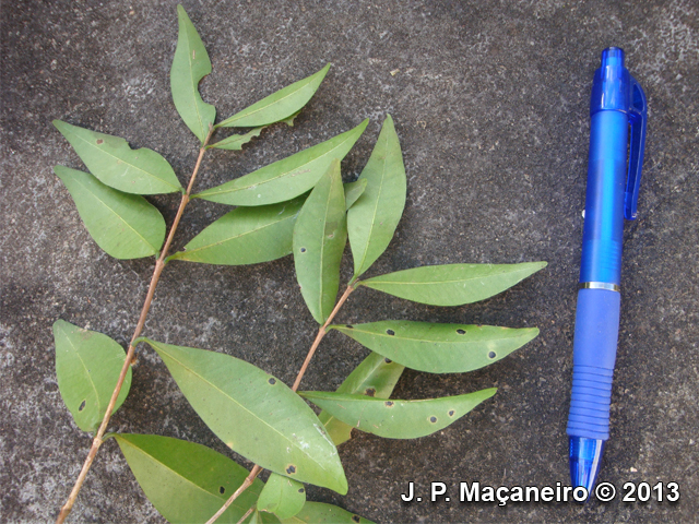 Myrcia guianensis