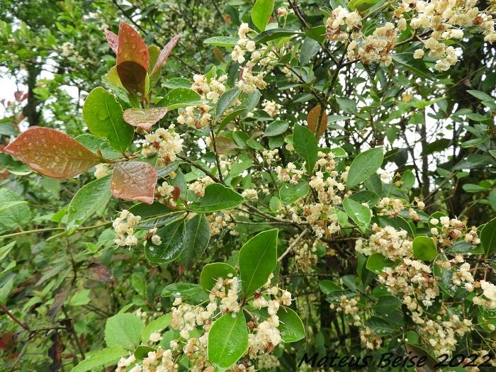 Myrcia guianensis