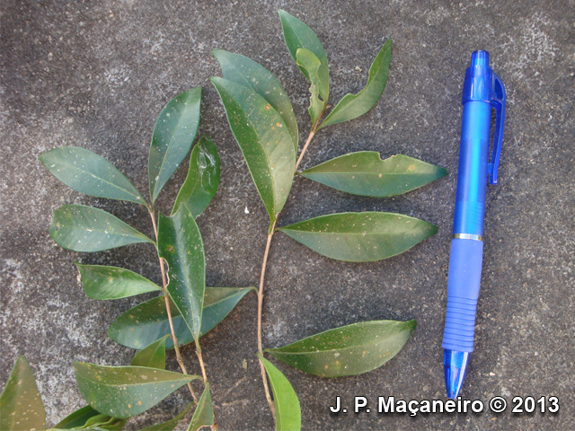 Myrcia guianensis