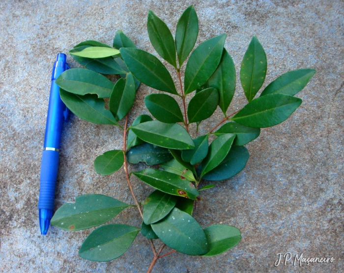 Myrcia guianensis