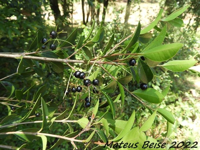 Myrcia guianensis