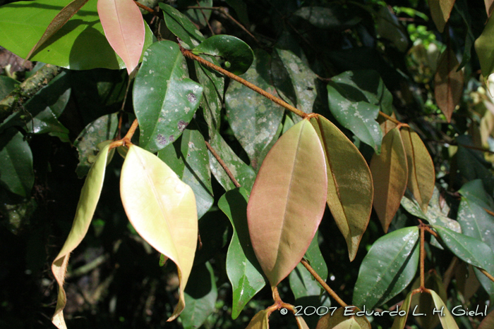 Calyptranthes tricona