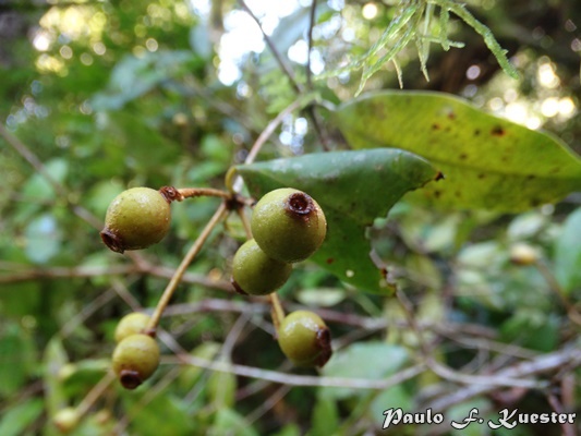 Calyptranthes tricona