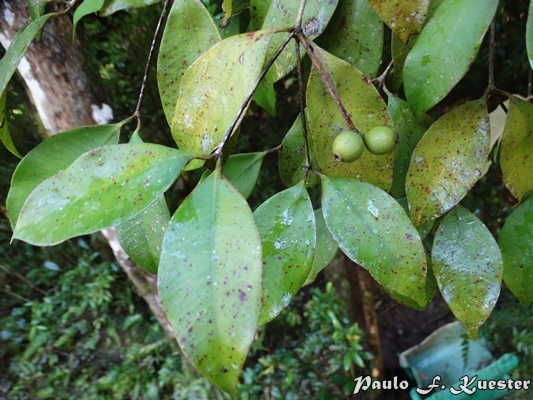 Calyptranthes tricona