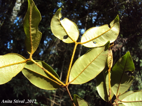 Calyptranthes tricona