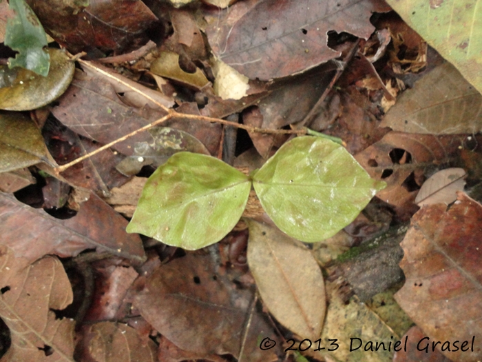 Calyptranthes tricona