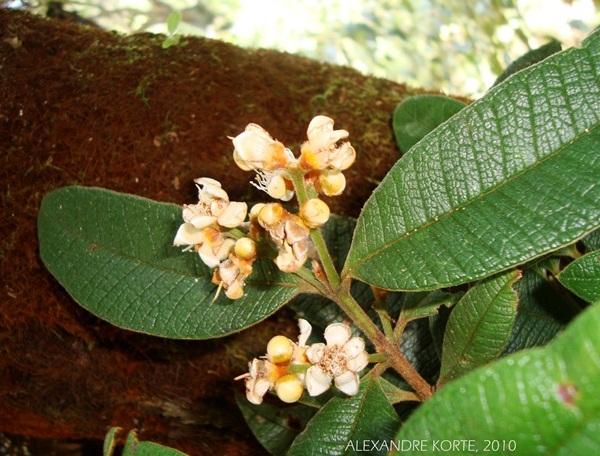 Myrcia hebepetala