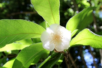 Campomanesia guazumifolia