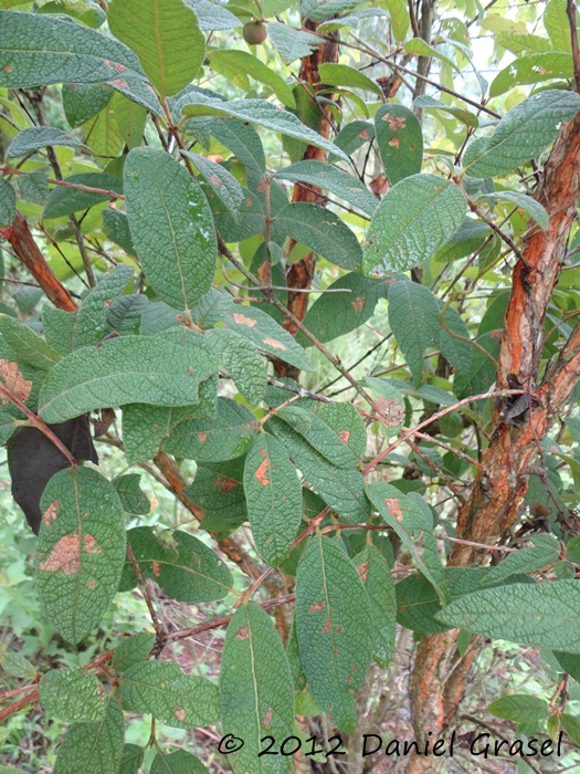 Campomanesia guazumifolia