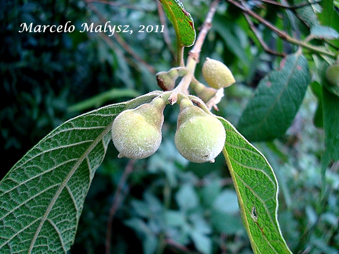 Campomanesia guazumifolia