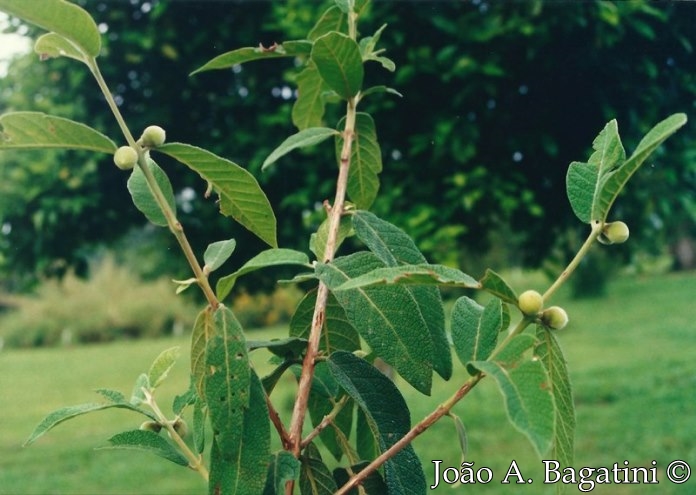 Campomanesia guazumifolia